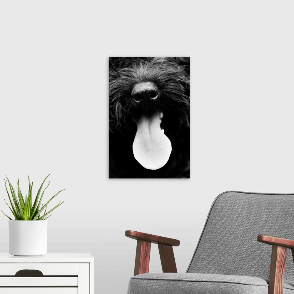 A modern room featuring Dog Panting