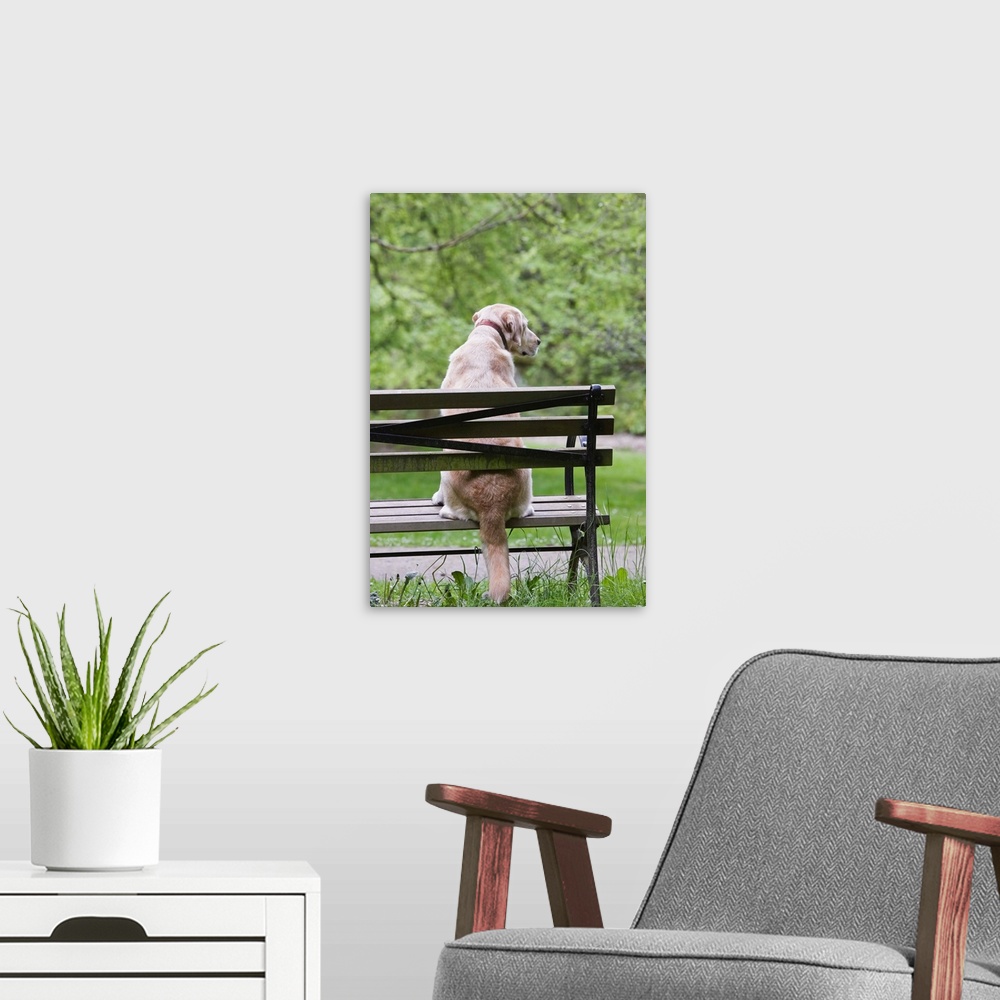 A modern room featuring Dog resting on a park bench