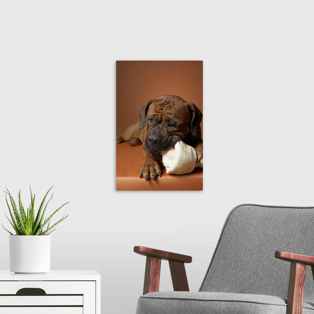 A modern room featuring Dog with rubber bone