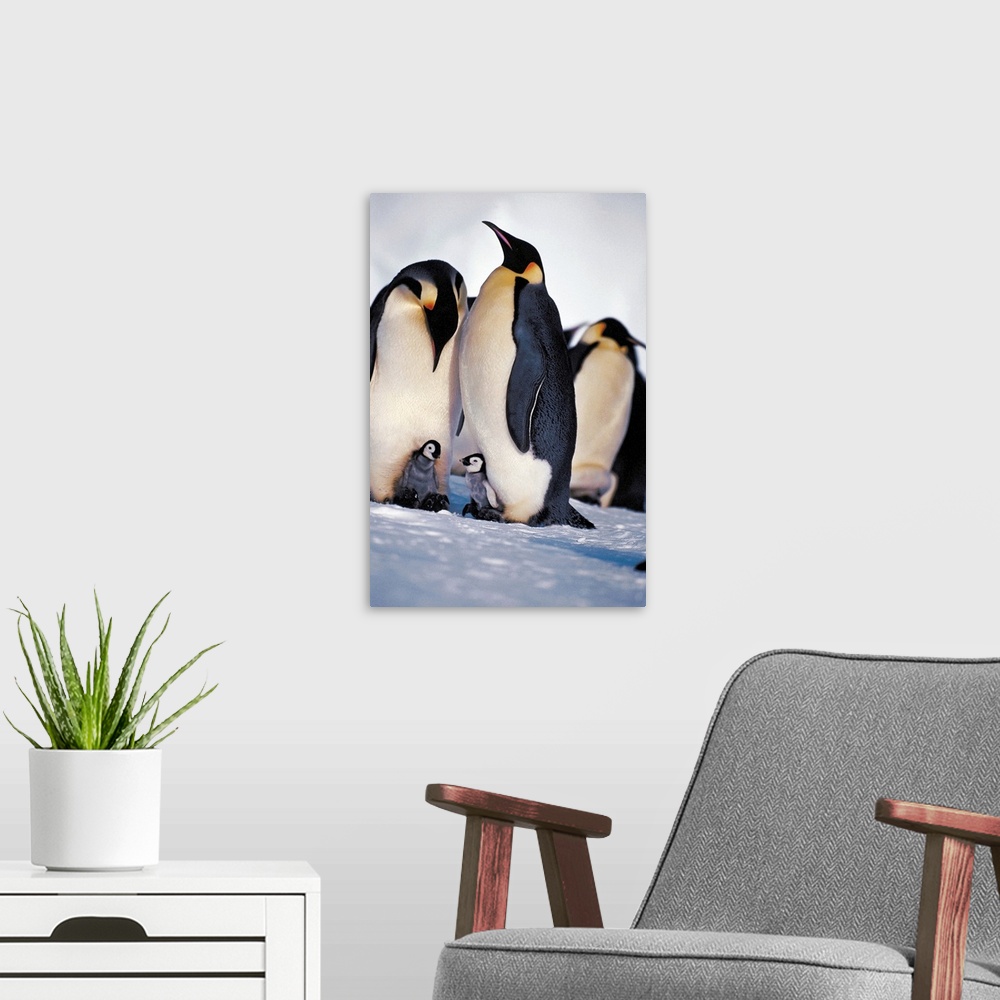 A modern room featuring Emperor Penguin family