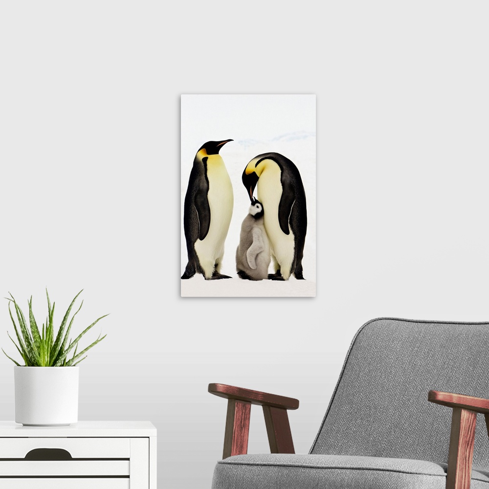 A modern room featuring Emperor Penguins Feeding Chick
