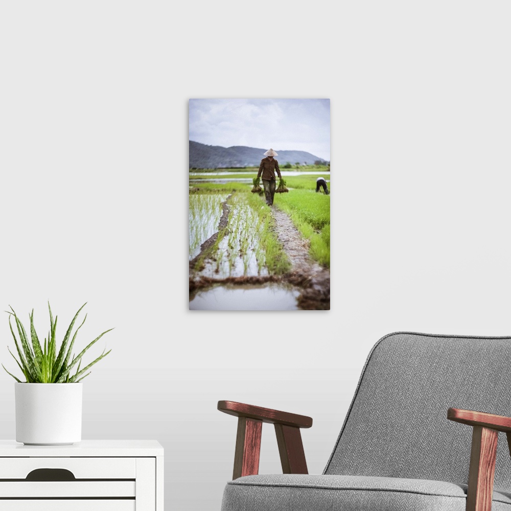 A modern room featuring Farmer walking along the border of the rice paddy with small stacks of young rice grass. A typica...