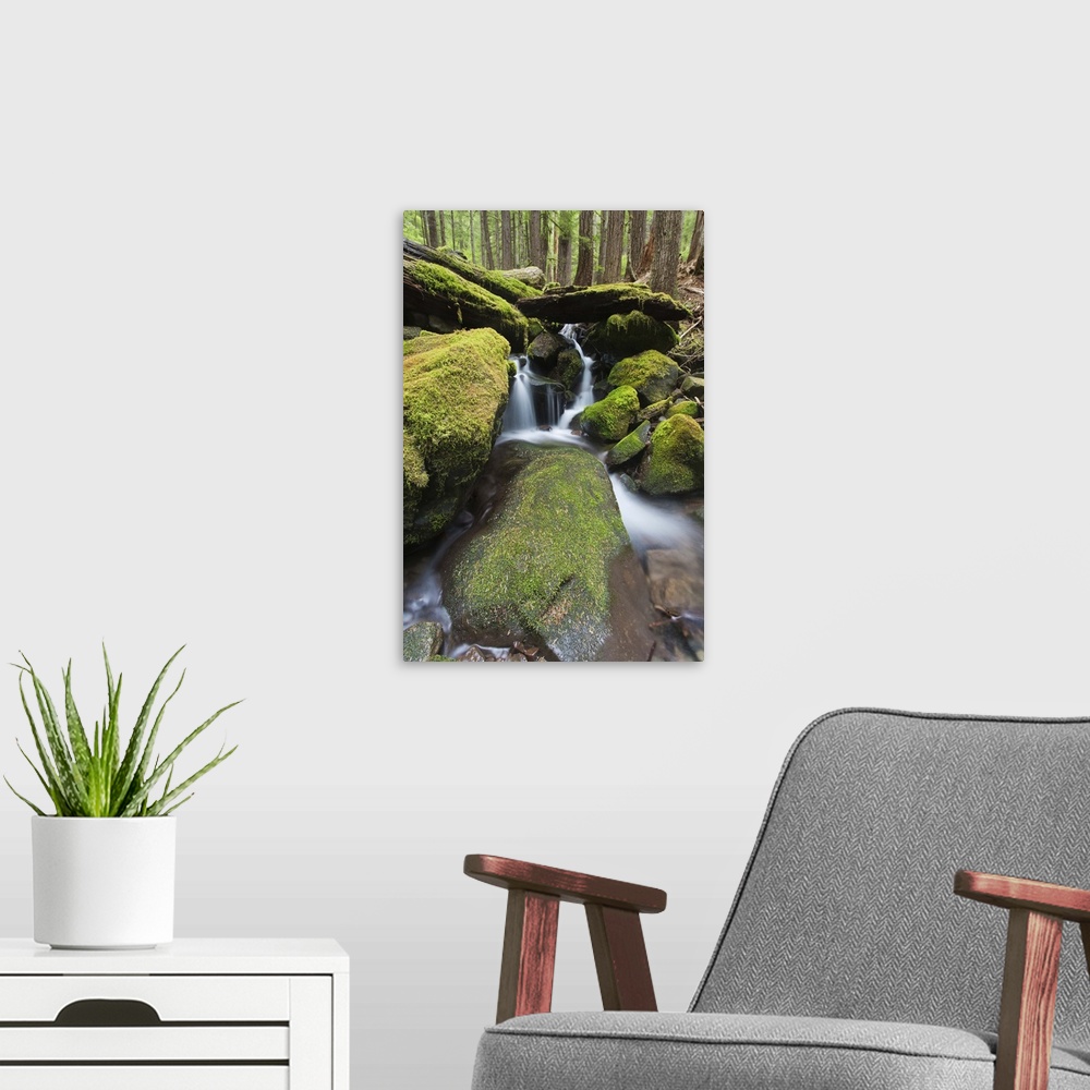 A modern room featuring stream, waterfall and temperate forest