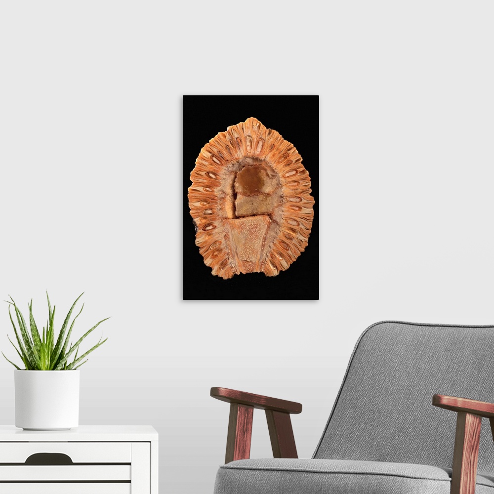 A modern room featuring Fossilized Pine Cone
