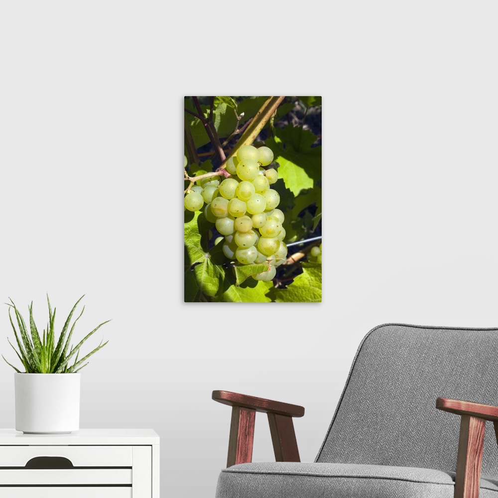 A modern room featuring Grapes on the vine