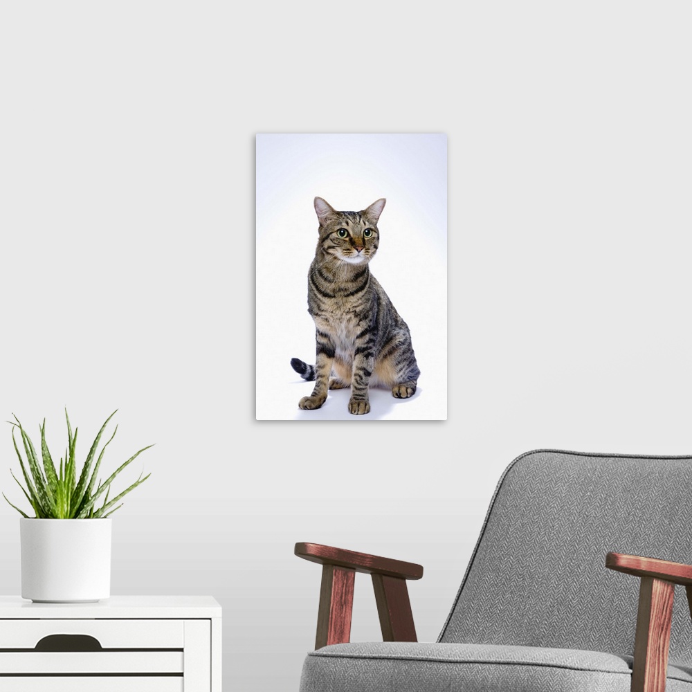 A modern room featuring Japanese cat on white background