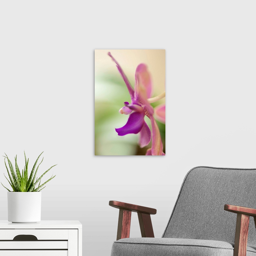 A modern room featuring Lavender pink Phalaenopsis flower