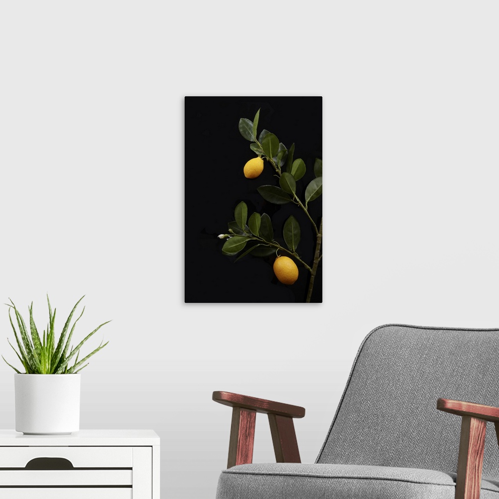 A modern room featuring Lemons Still on Their Branch