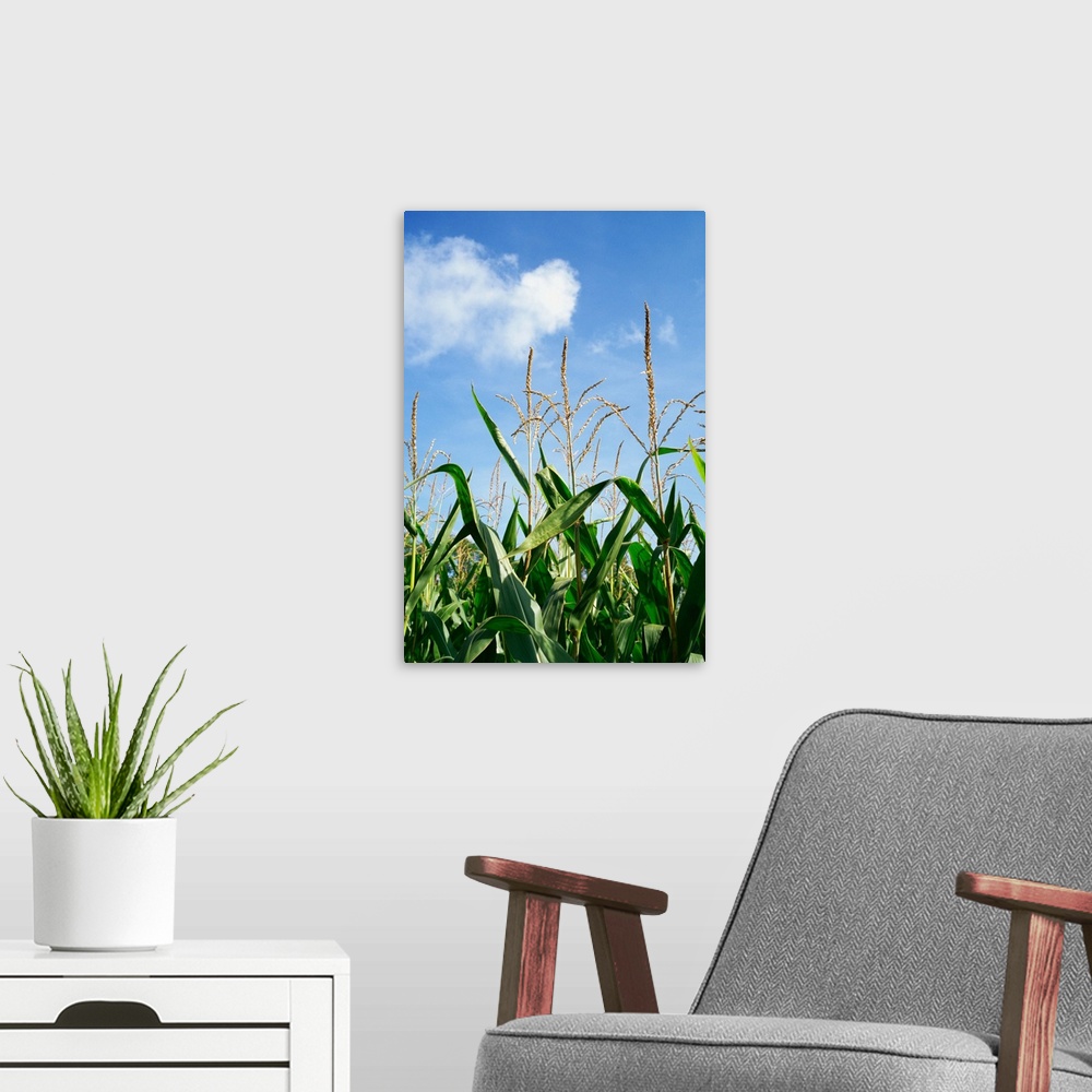 A modern room featuring Low angle view of a corn crop