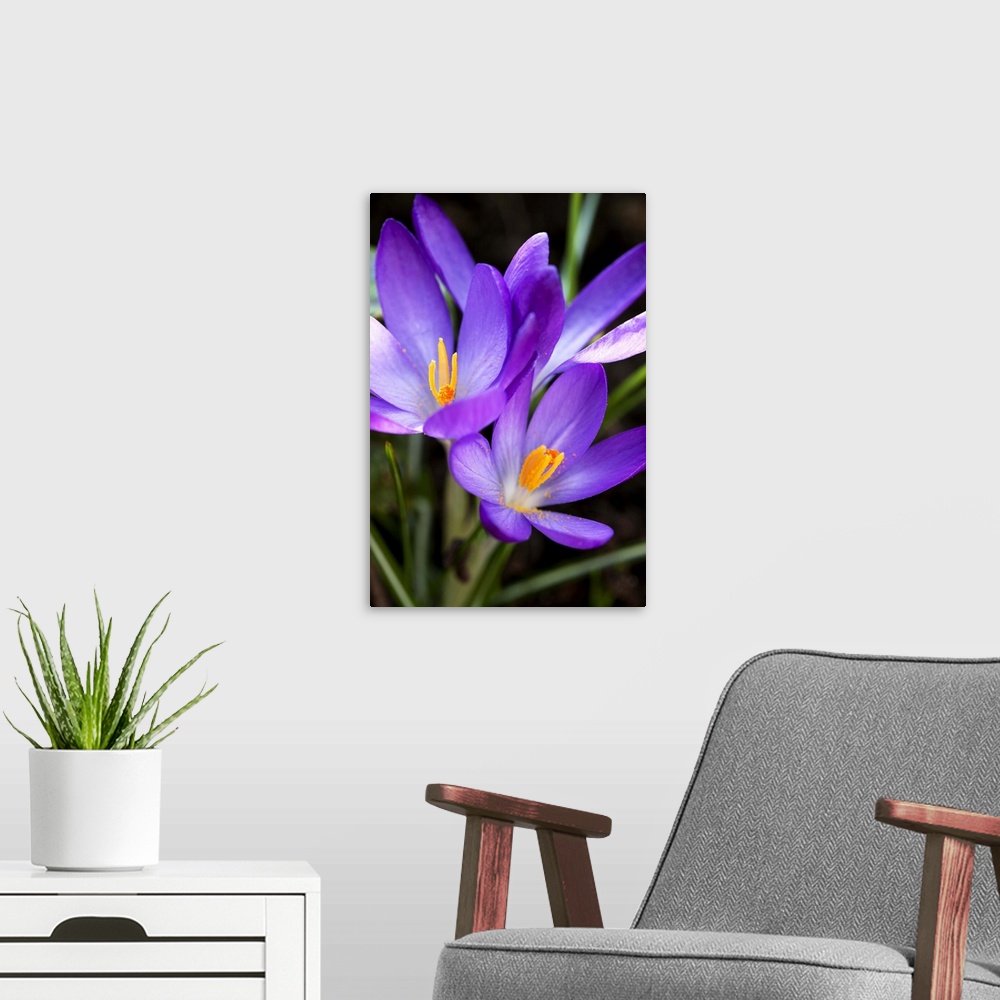 A modern room featuring Low level image of fresh spring Crocus