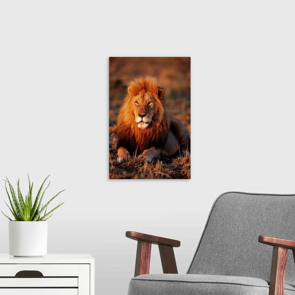 A modern room featuring Male African Lion