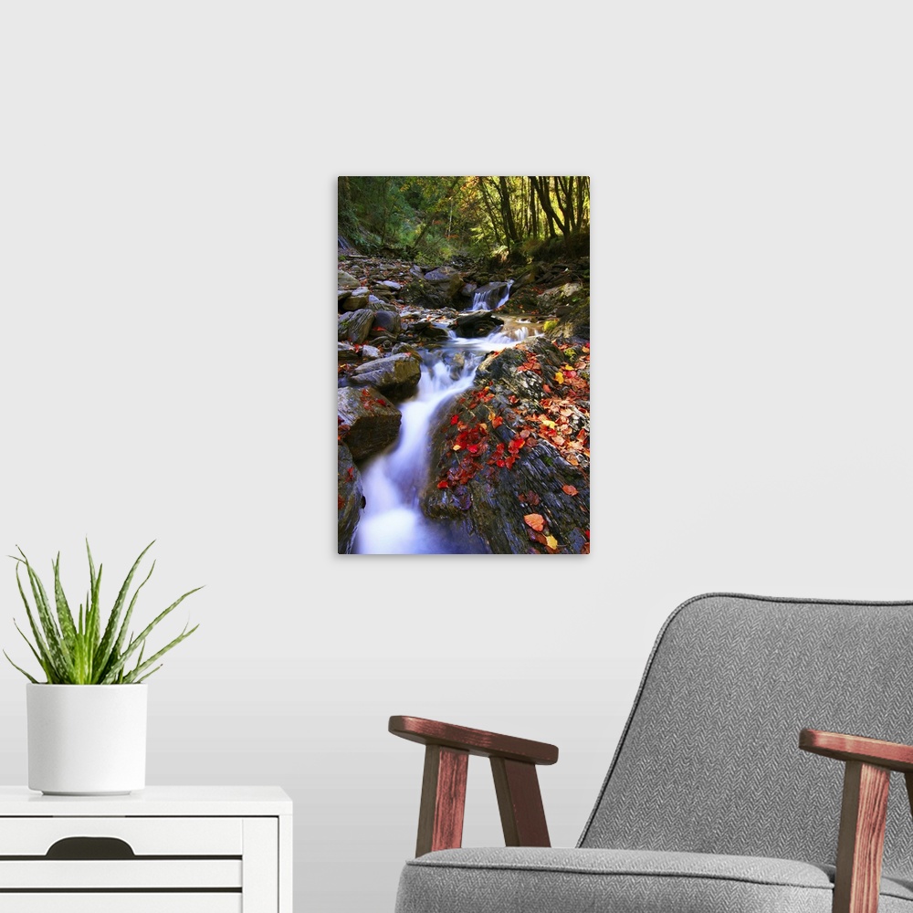 A modern room featuring Maple leaves of rocks of stream in forest.