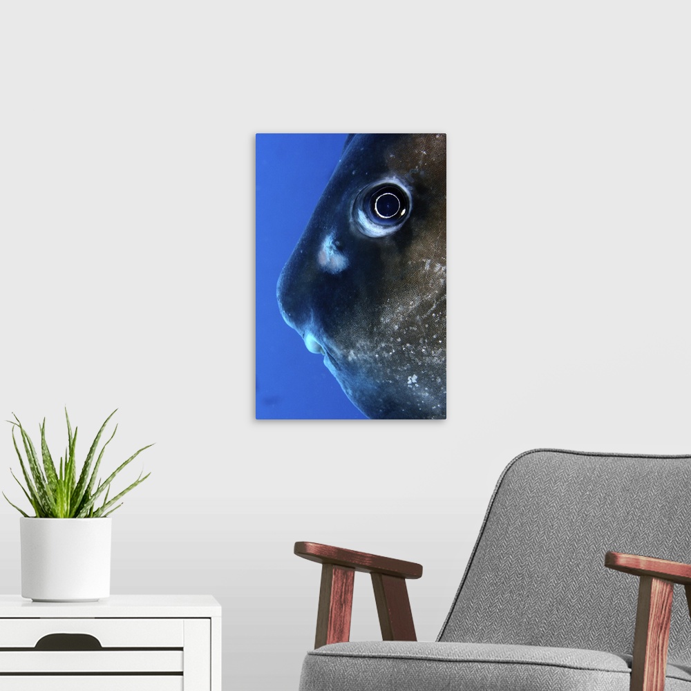 A modern room featuring Close up of curious moon fish under water.