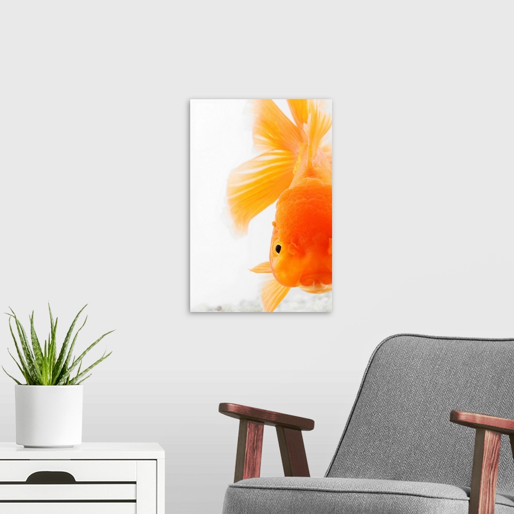 A modern room featuring Orange lionhead goldfish (Carassius auratus).  Hooded variety of fancy goldfish. Close-up of face...