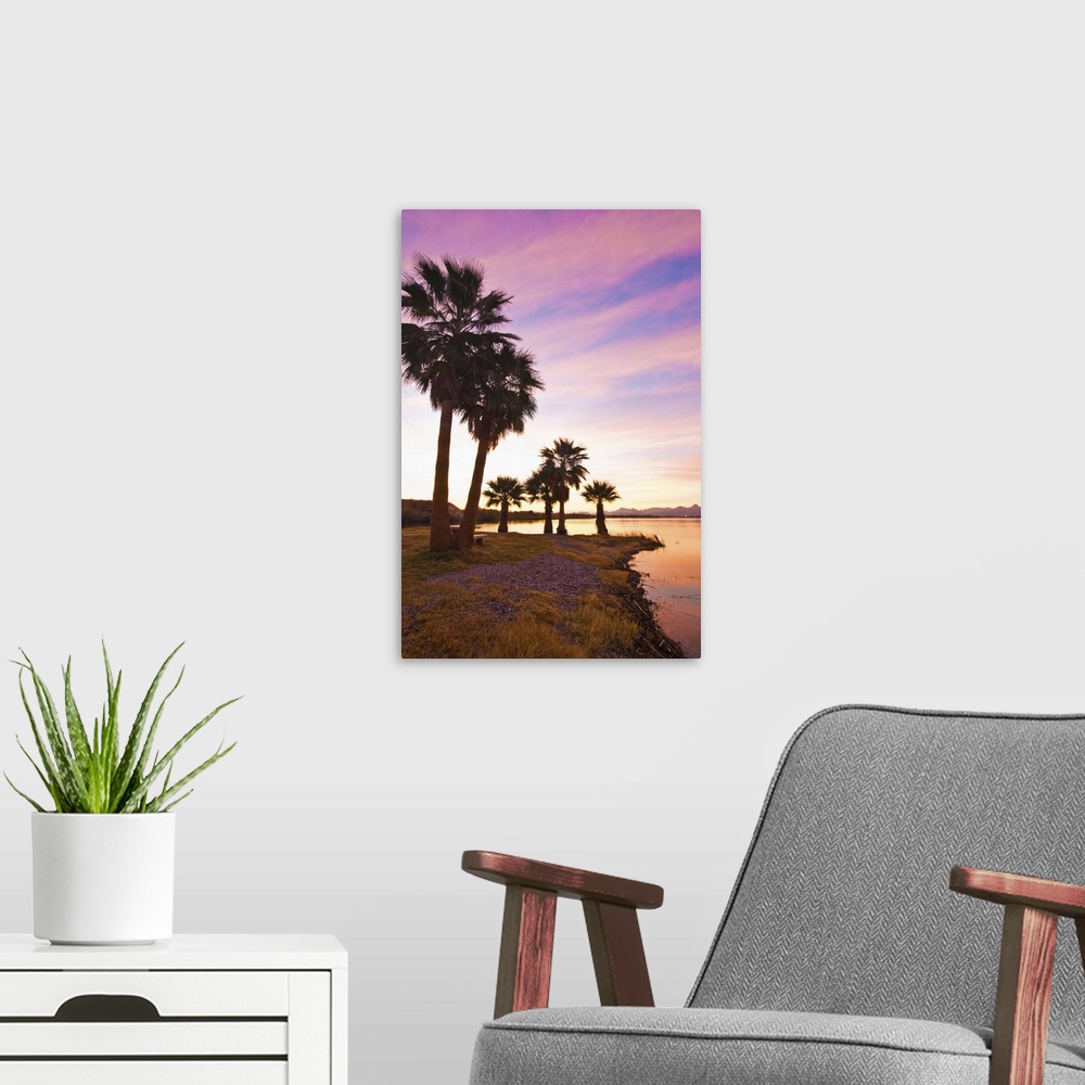A modern room featuring Palm trees and beach, Lake Havasu, Arizona, USA