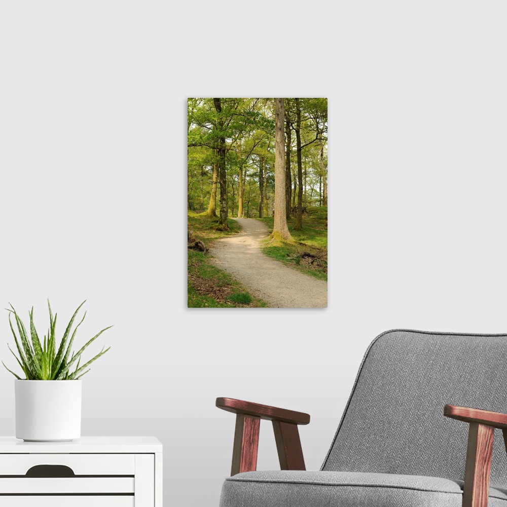 A modern room featuring Path through the forest trail on the banks of Derwent Water, Keswick, Lake District National Park.