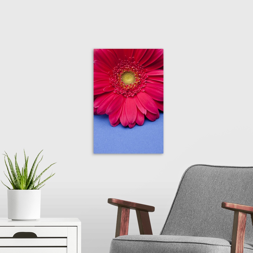 A modern room featuring Pink gerbera daisy on blue background.