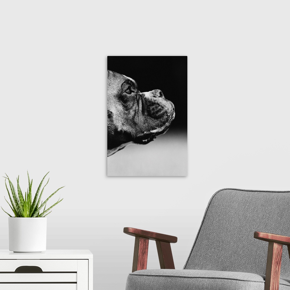 A modern room featuring Profile Of A Boxer
