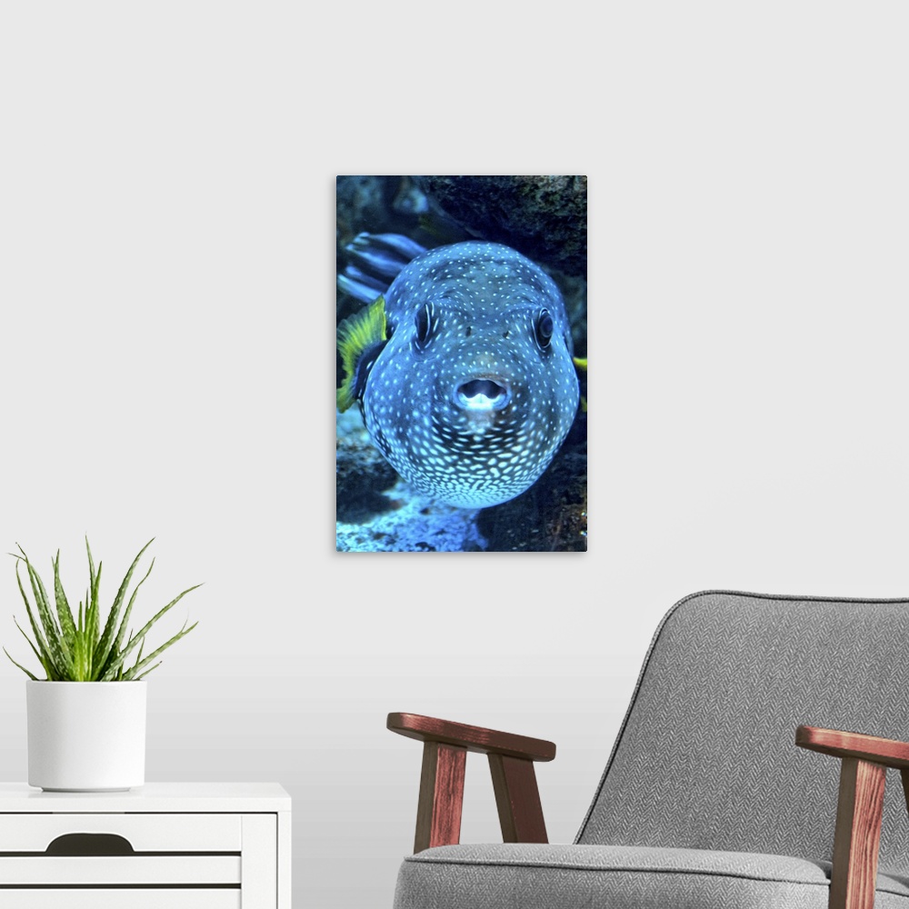 A modern room featuring stars and stripes puffer fish (Arothron hispidus)