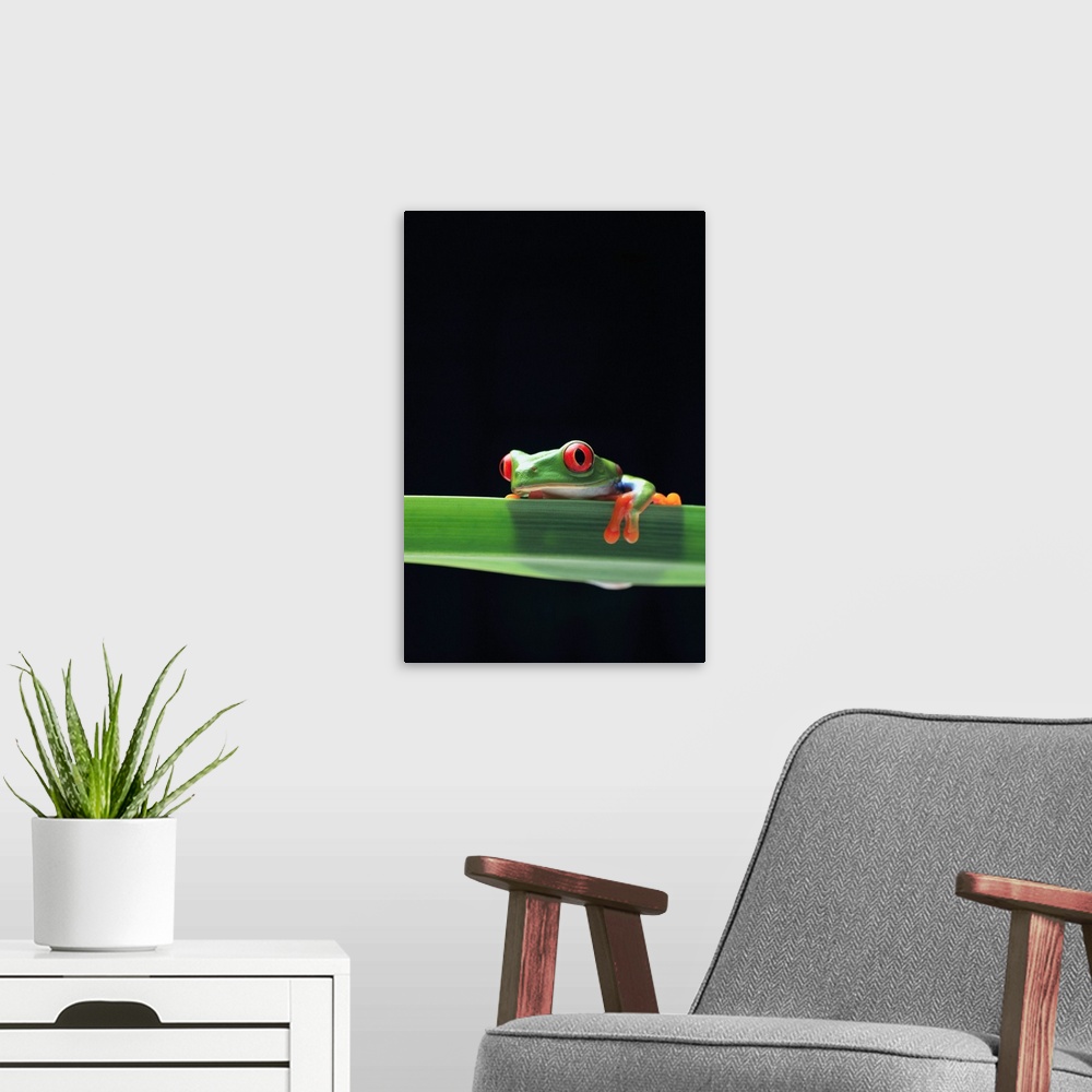 A modern room featuring Red-Eyed Tree Frog