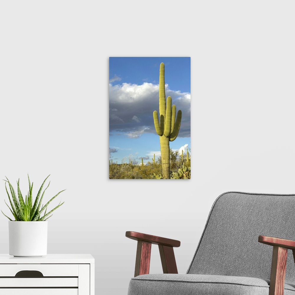 A modern room featuring 'Saguaro Cactus and white puffy clouds in Springtime, Saguaro National Park West, Tucson, Arizona'