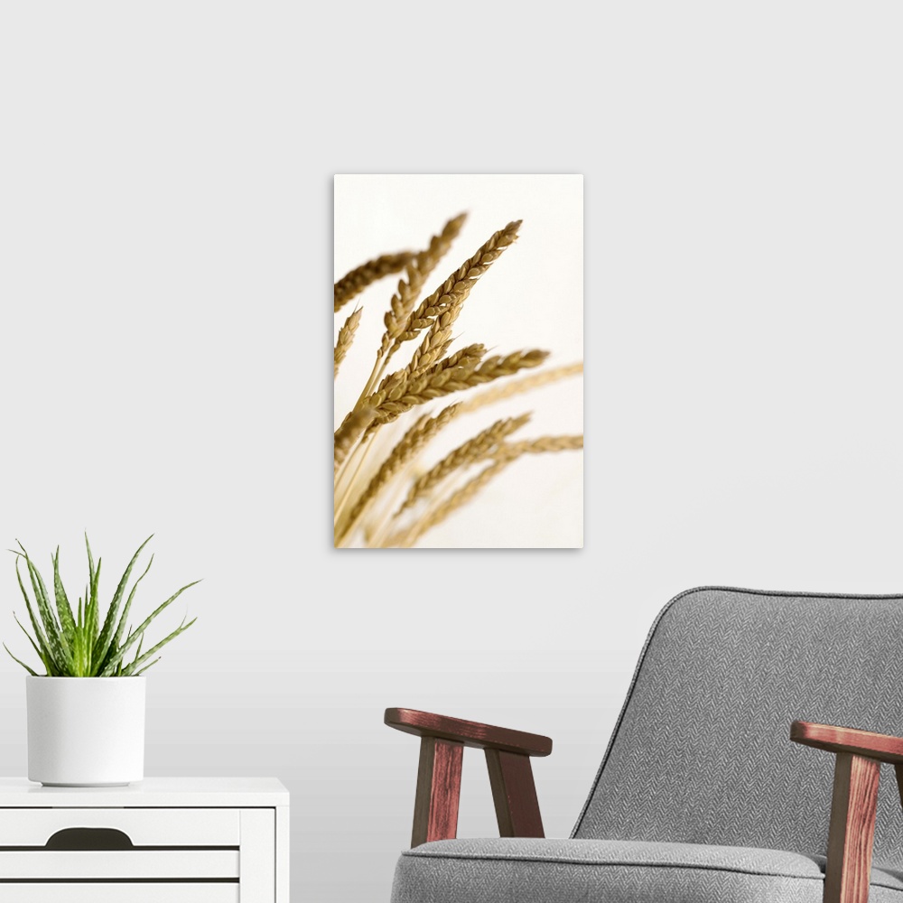 A modern room featuring Shaft of wheat against a white background.
