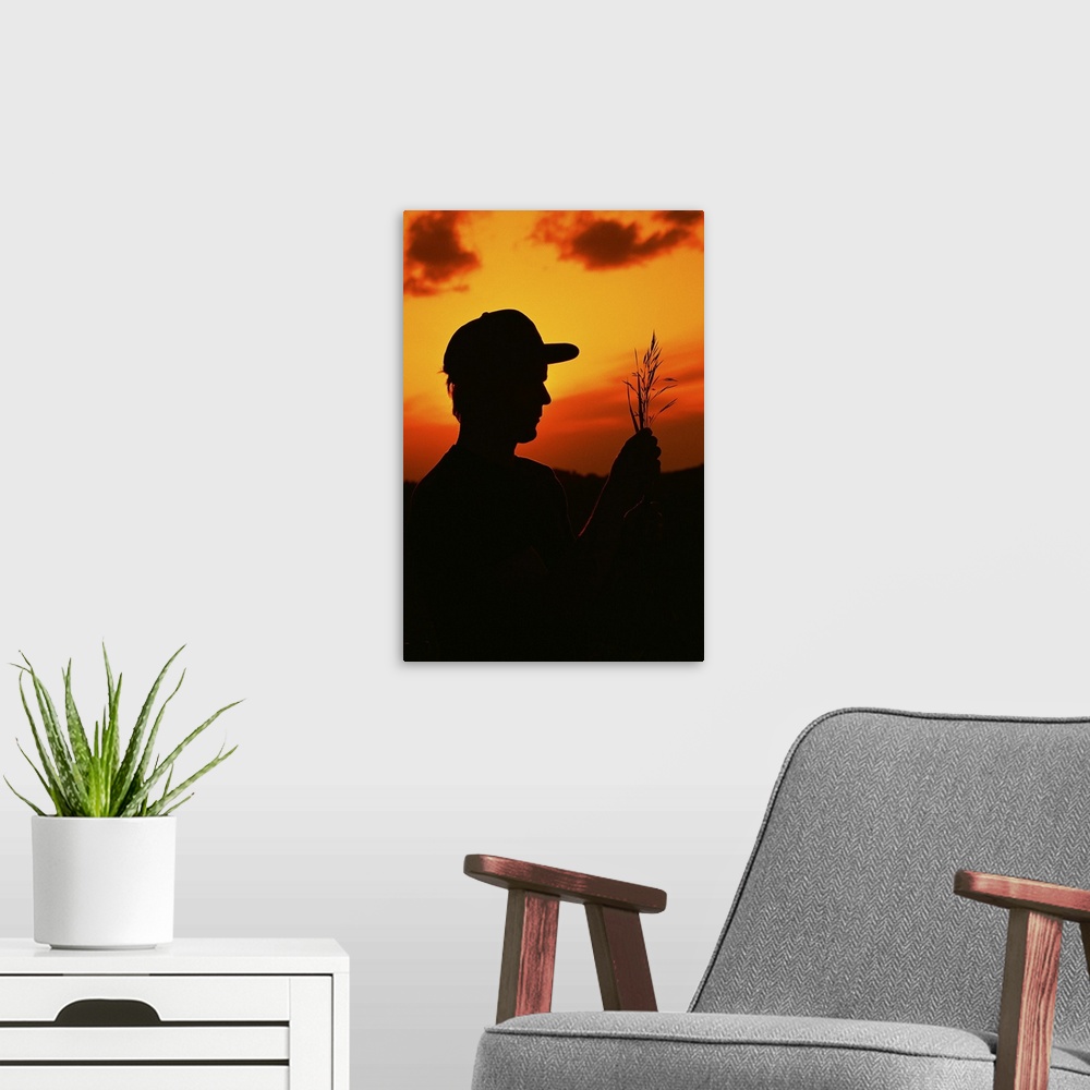 A modern room featuring Silhouette of farmer holding oats at sunset