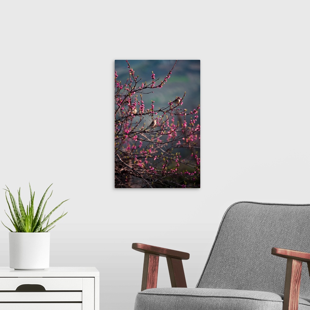 A modern room featuring Sparrow birds enjoy the morning sunshine in a purple blossom tree.
