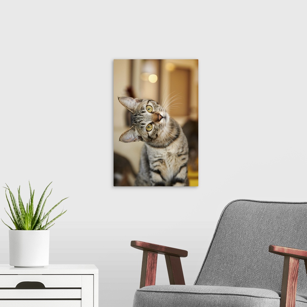 A modern room featuring The kitten which looks puzzled