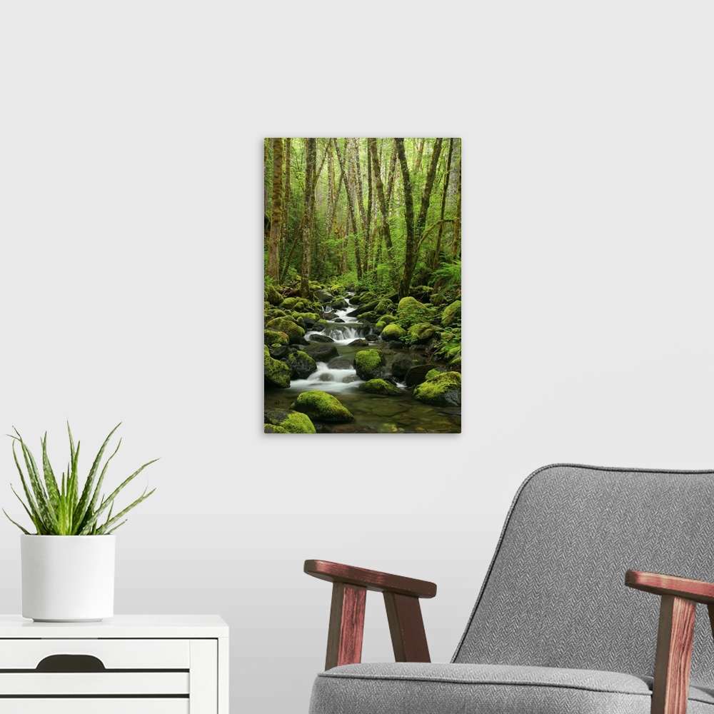 A modern room featuring Stream flowing through moss covered rocks in forest.