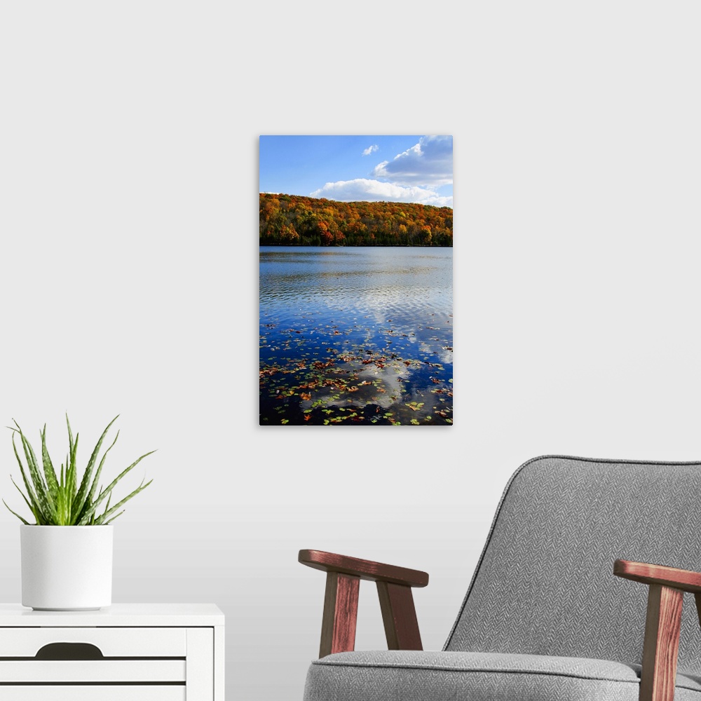 A modern room featuring USA, New Jersey, Sparta, Kittatinny State Park, Fallen leaves floating on water