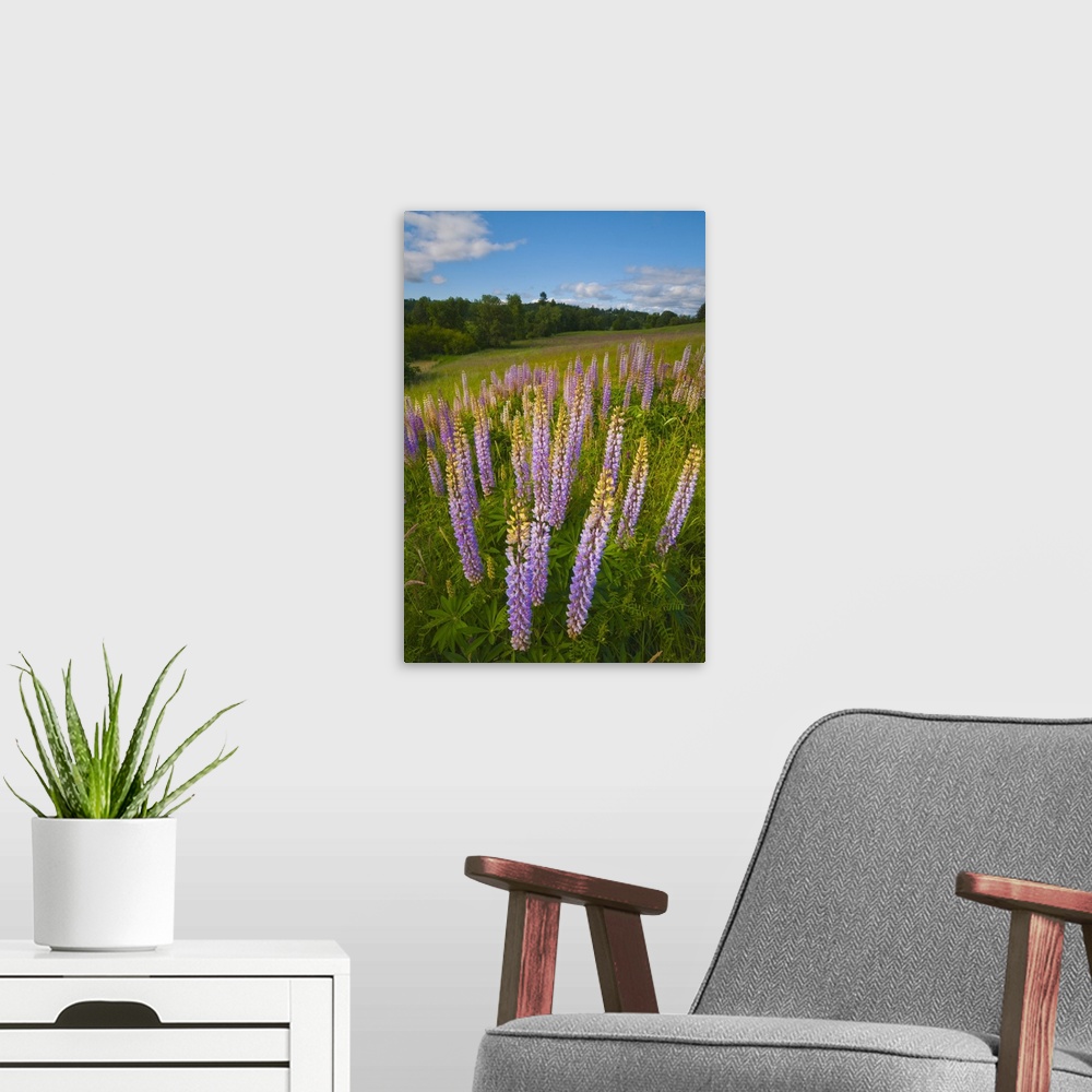 A modern room featuring USA, Oregon, Flowering lupines
