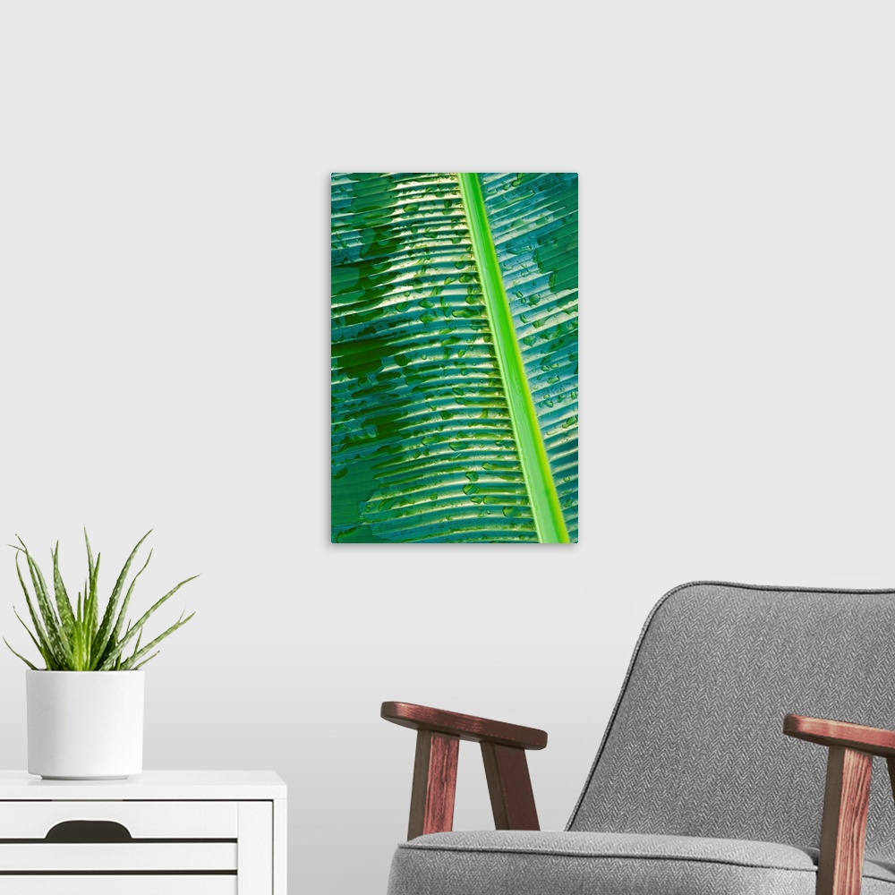 A modern room featuring Water drops on banana leaf, close-up