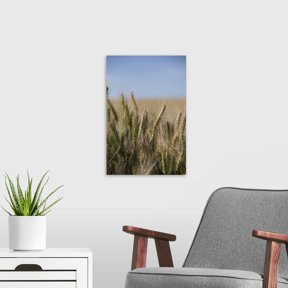 A modern room featuring Wheat field, Eastern Washington