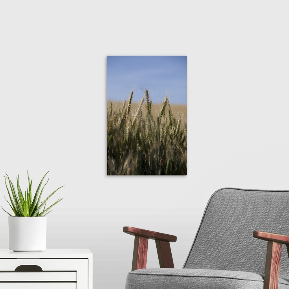 A modern room featuring Wheat field, Eastern Washington
