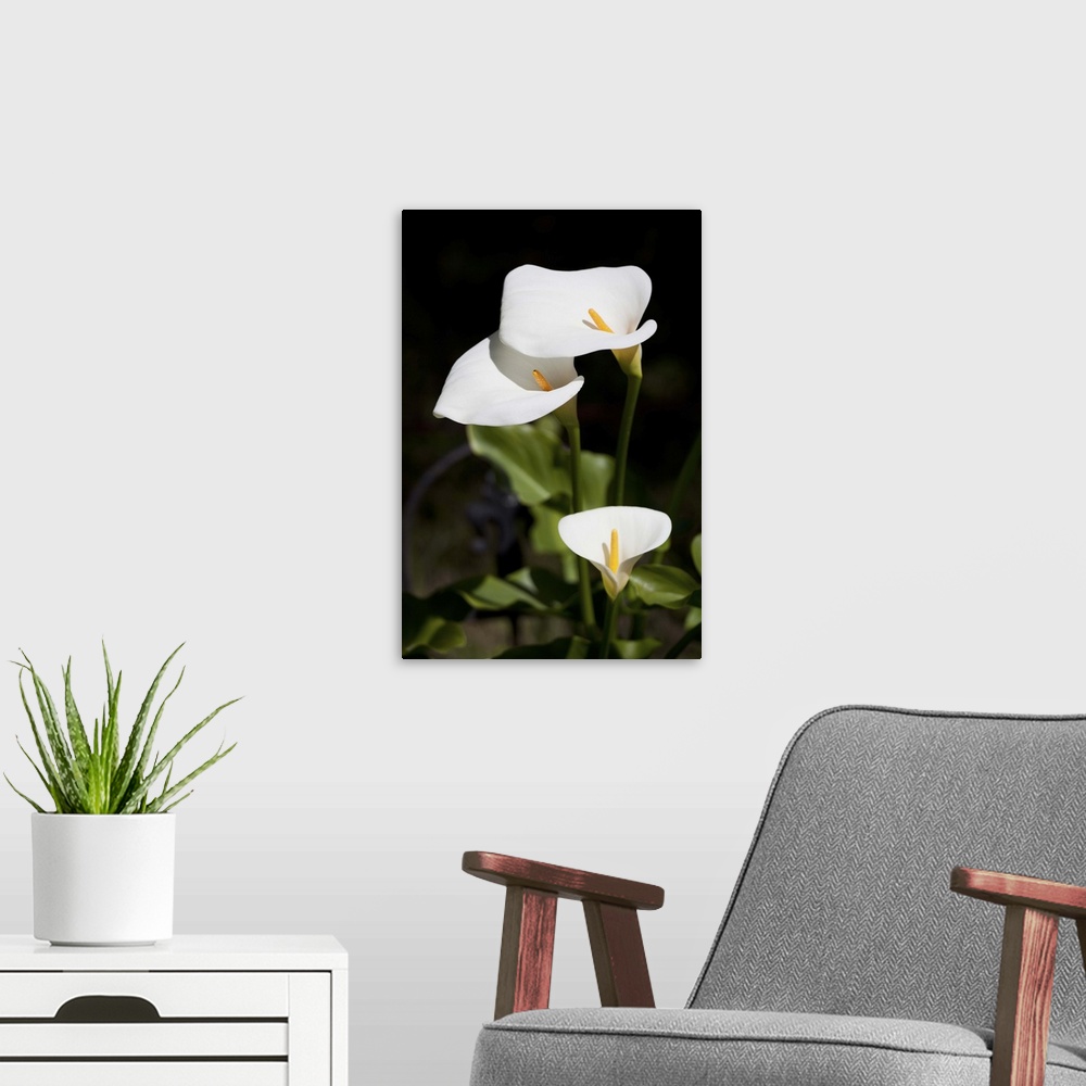 A modern room featuring White calla lilies
