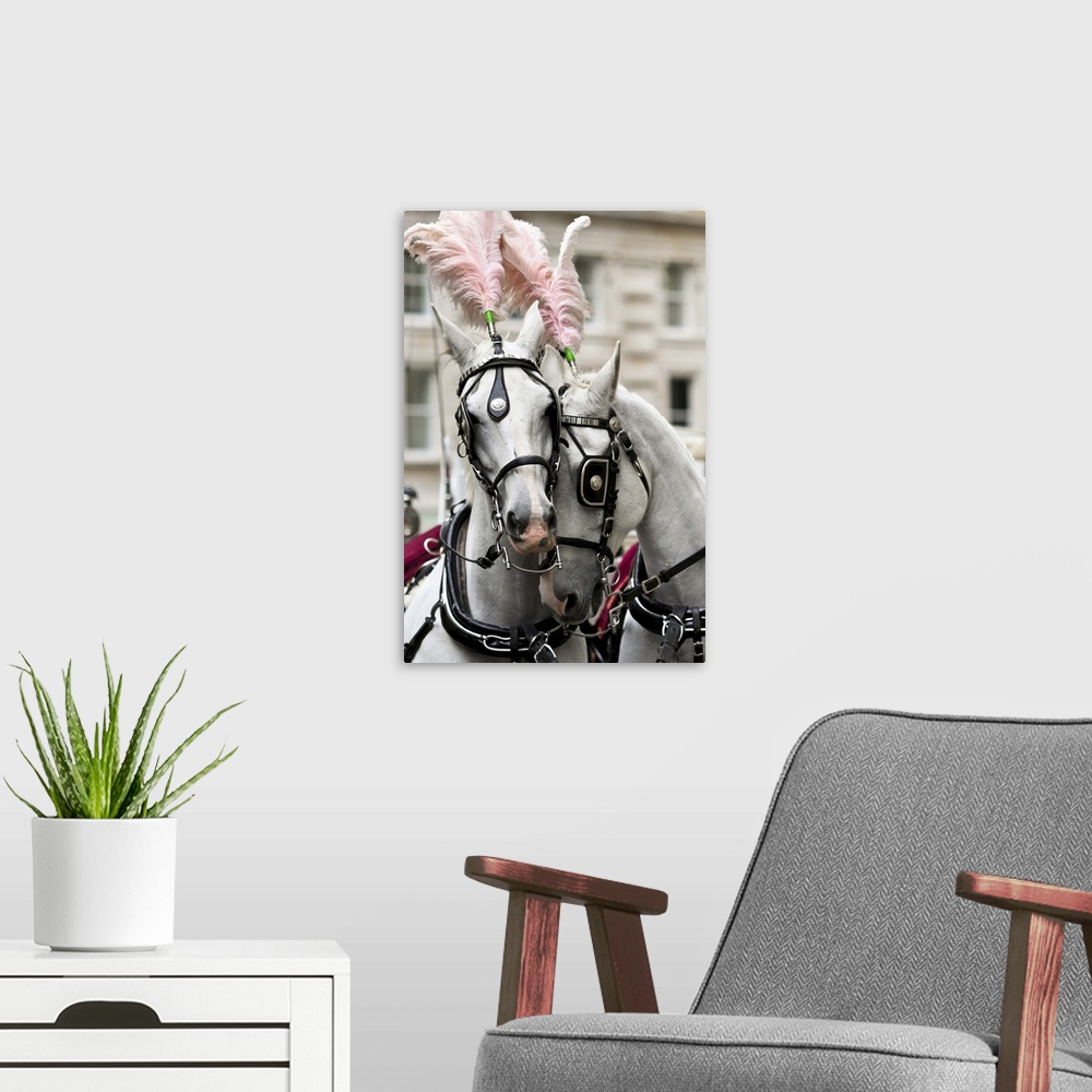 A modern room featuring White dress horses sharing a tender moment together.