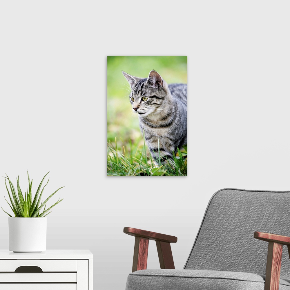 A modern room featuring Young cat in grass