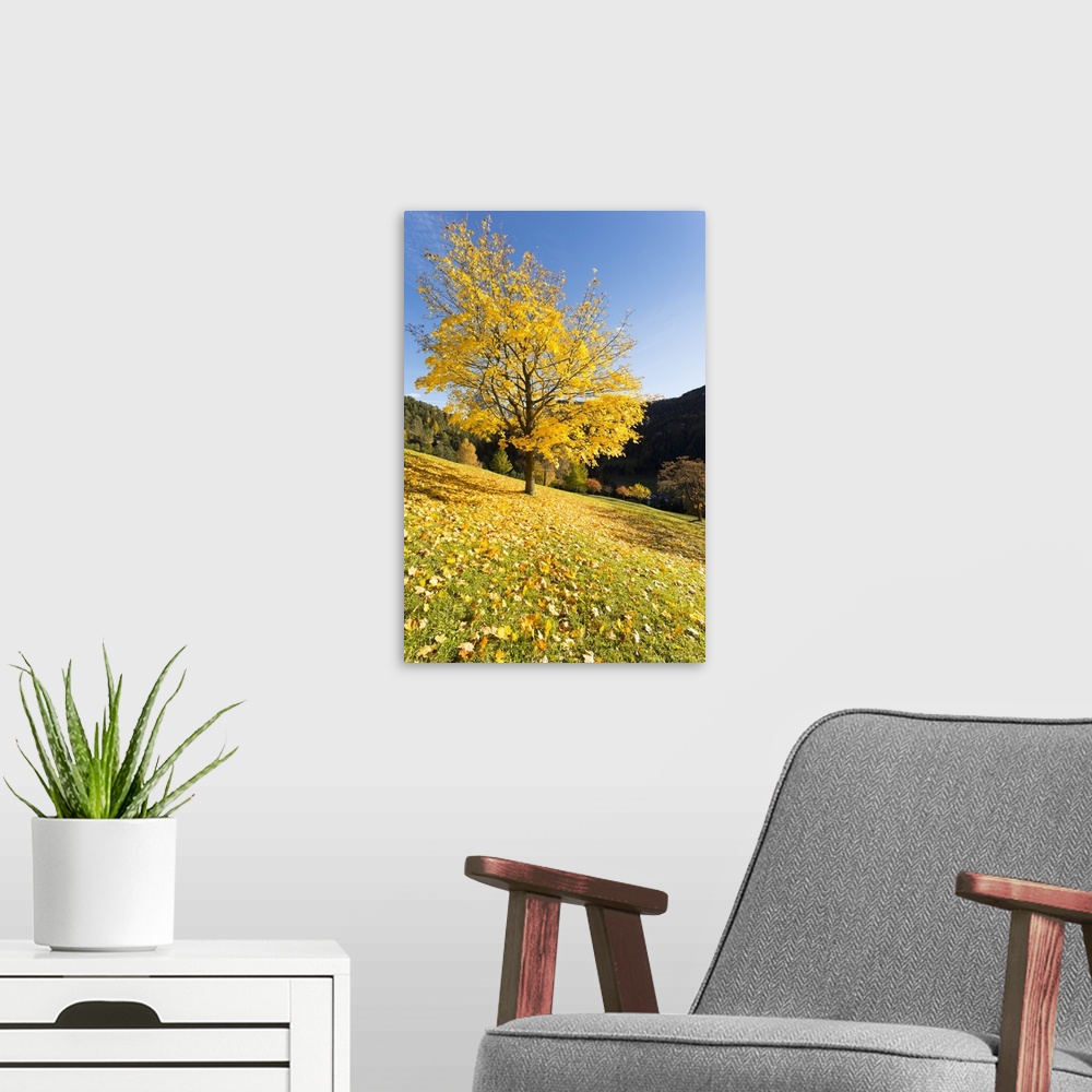 A modern room featuring A suggestive view of a yellow tree with the ground full of yellow leaves, Val Gardena, Bolzano pr...