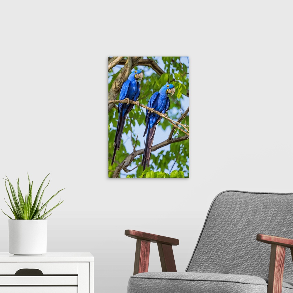 A modern room featuring Brazil, Pantanal, Mato Grosso do Sul. A pair of Hyacinth Macaws.