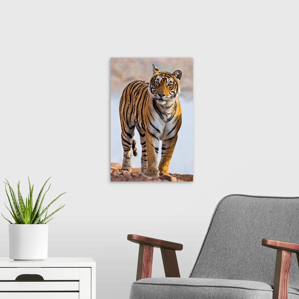 A modern room featuring India, Rajasthan, Ranthambhore. A female Bengal tiger.