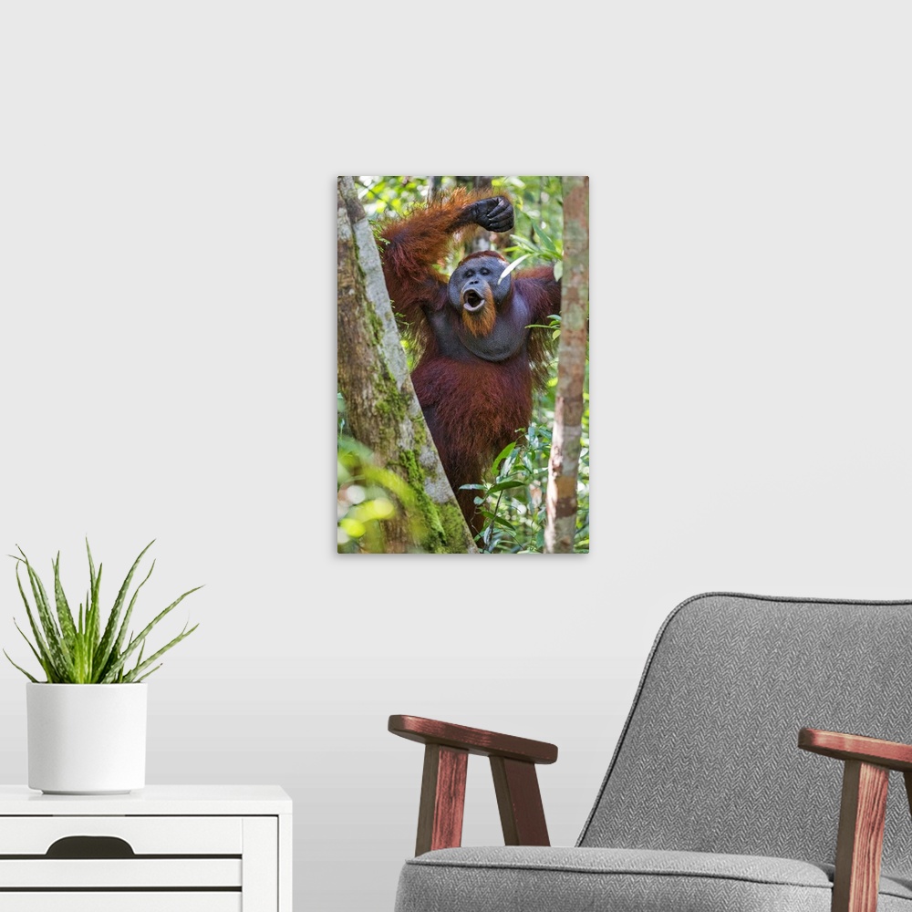A modern room featuring Indonesia, Central Kalimatan, Tanjung Puting National Park. A male Orangutan calling.