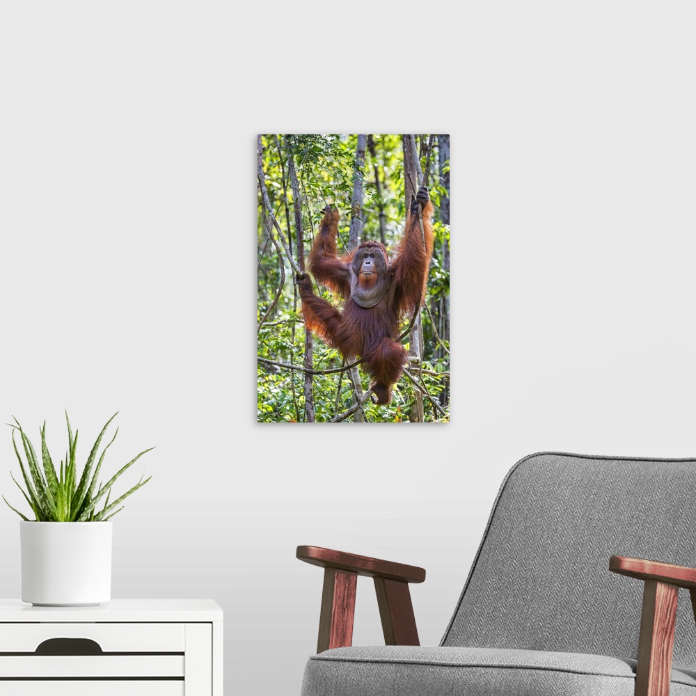 A modern room featuring Indonesia, Central Kalimatan, Tanjung Puting National Park. A large male Bornean Orangutan with d...