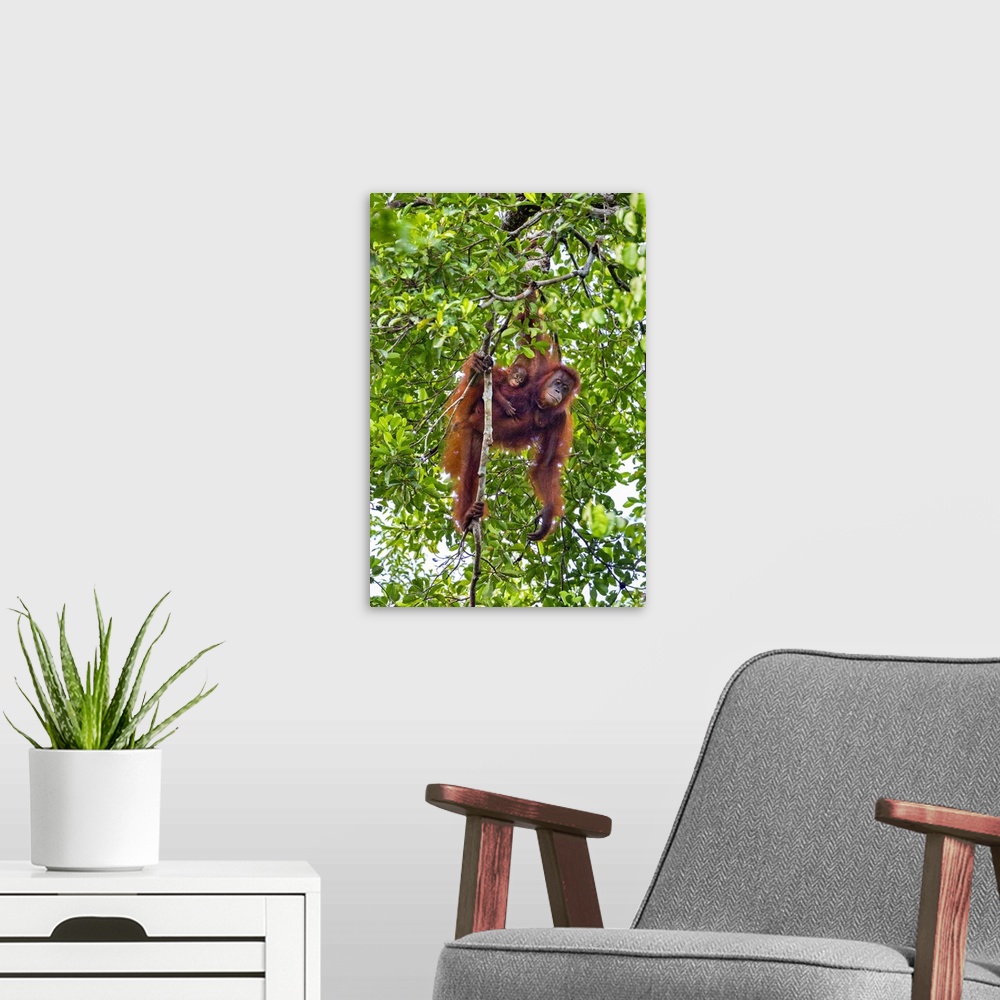 A modern room featuring Indonesia, Central Kalimatan, Tanjung Puting National Park. A Mother and baby Bornean Orangutan.