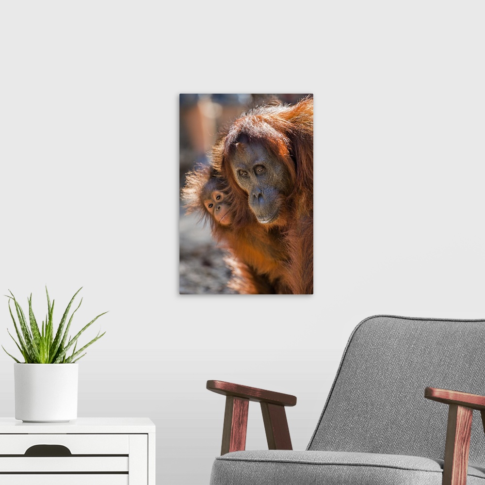 A modern room featuring Indonesia, Central Kalimatan, Tanjung Puting National Park. A mother and baby Bornean Orangutan.