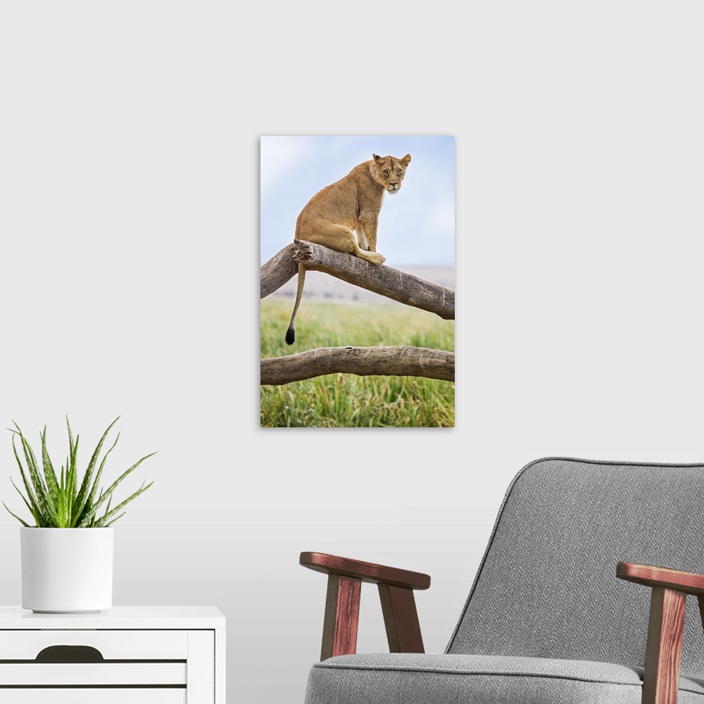 A modern room featuring Kenya, Meru County, Lewa Wildlife Conservancy. A Lioness sitting on the branch of a dead tree.
