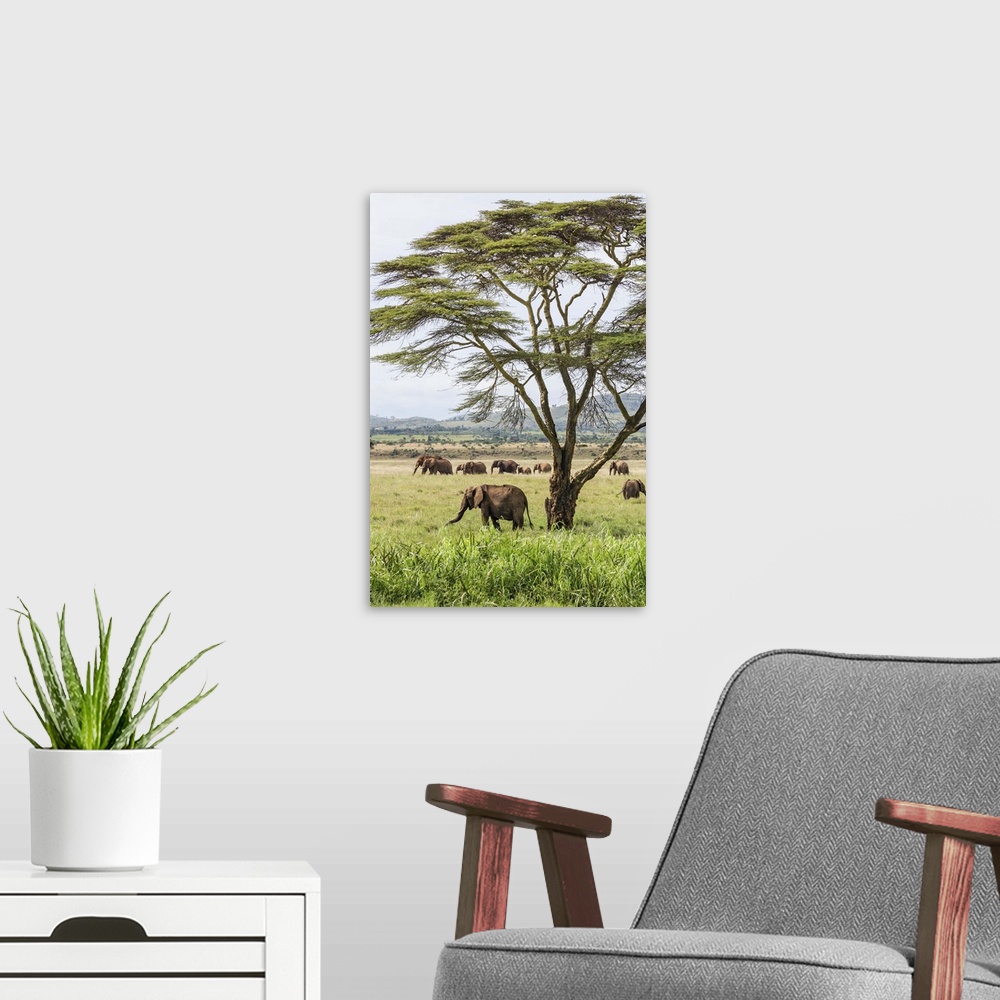 A modern room featuring Kenya, Meru County, Lewa Wildlife Conservancy. A herd of elephants near a yellow-barked Acacia tree.