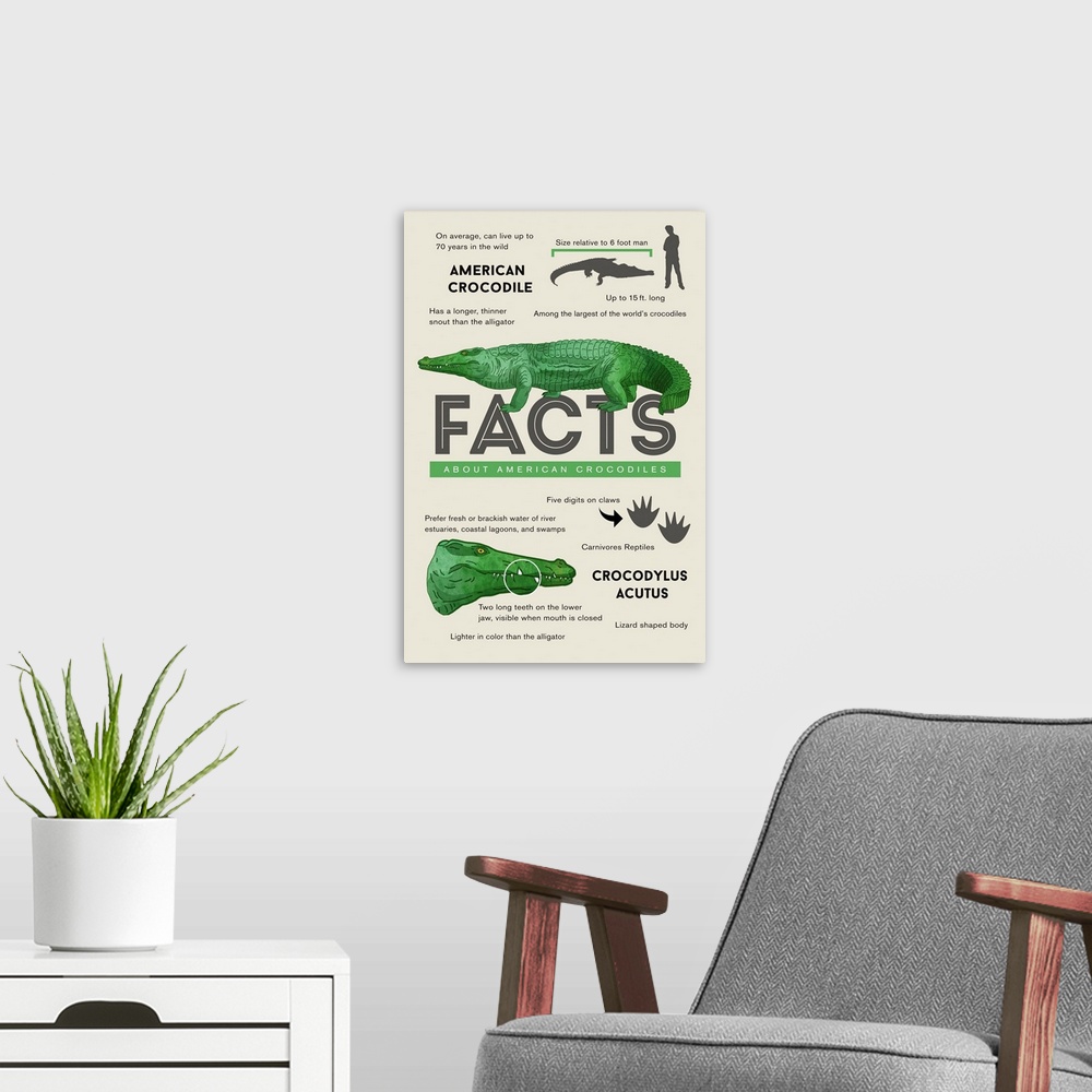 A modern room featuring Facts About American Crocodiles