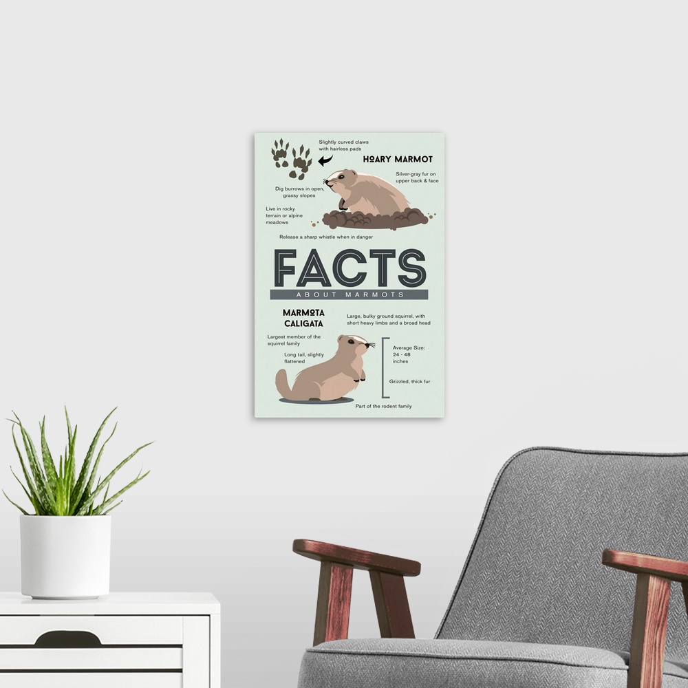 A modern room featuring Facts About Hoary Marmots