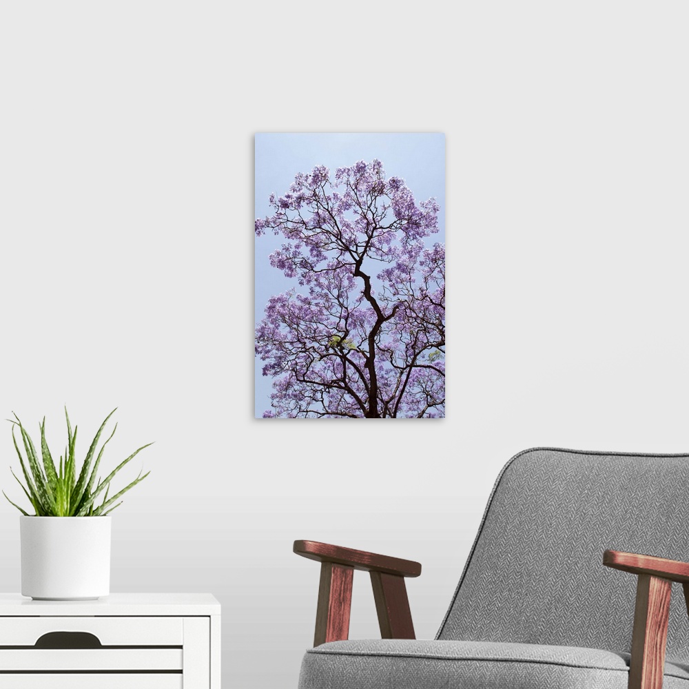 A modern room featuring Argentina, Buenos Aires: Jacarandas trees are in bloom in the city parks: branches, shadows, viol...
